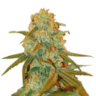 Сорт Lemon Skunk fem (GHS) Сорт Lemon Skunk fem (GHS)