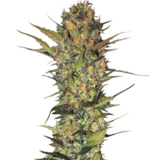 Сорт Lithium OG Kush fem (Nirvana Seeds)