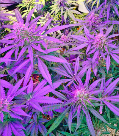 Сорт Lithium OG Kush fem (Nirvana Seeds) Сорт Lithium OG Kush fem (Nirvana Seeds) — изображение 5