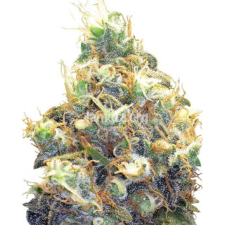 Сорт Somango XXL (Mango Skunk) fem (Nirvana Seeds) Сорт Somango XXL (Mango Skunk) fem (Nirvana Seeds)