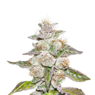 Сорт Mendocino Purple Kush fem (Medical Seeds)