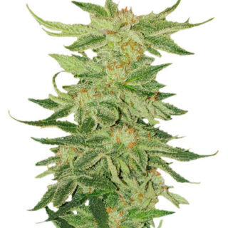 Сорт Mimosa Evo fem (Barney's Farm)