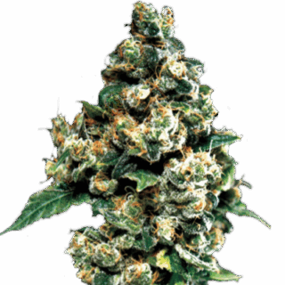 Сорт Jack Herer fem (GHS) Сорт Jack Herer fem (GHS)