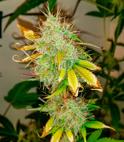 Сорт Orange Buddy Auto fem (Herbies Seeds) Сорт Orange Buddy Auto fem (Herbies Seeds) — изображение 3