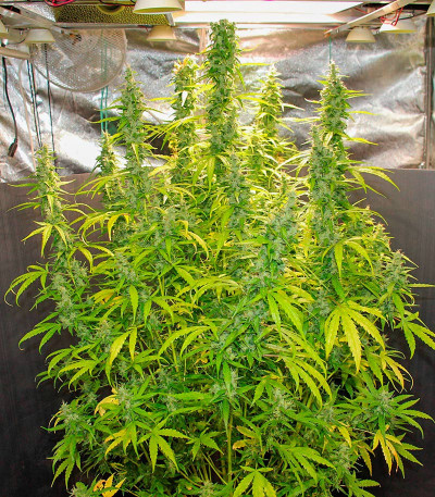 Сорт Orange Buddy Auto fem (Herbies Seeds) Сорт Orange Buddy Auto fem (Herbies Seeds) — изображение 4