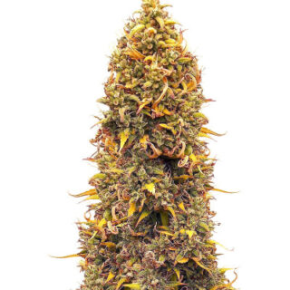 Сорт Orange Buddy Auto fem (Herbies Seeds)
