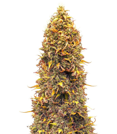Сорт Orange Buddy Auto fem (Herbies Seeds) Сорт Orange Buddy Auto fem (Herbies Seeds)