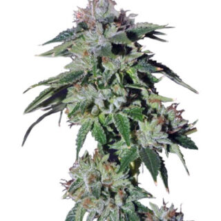 Сорт Pure Kush fem (GHS) Сорт Pure Kush fem (GHS)