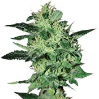 Сорт Super Critical fem (GHS) Сорт Super Critical fem (GHS)