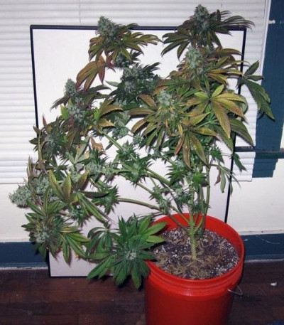 Сорт Train Wreck fem (GHS) Сорт Train Wreck fem (GHS) — изображение 3