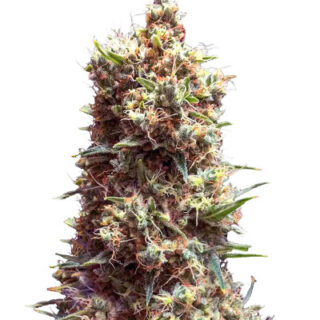 Сорт Tropicana Cookies Auto fem (Cali Buds Seeds) Сорт Tropicana Cookies Auto fem (Cali Buds Seeds)