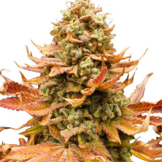 Сорт Watermelon Zkittlez Auto fem (Barney's Farm) Сорт Watermelon Zkittlez Auto fem (Barney's Farm)