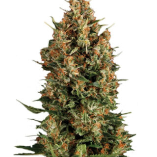 Сорт Wembley fem (Pyramid Seeds) Сорт Wembley fem (Pyramid Seeds)