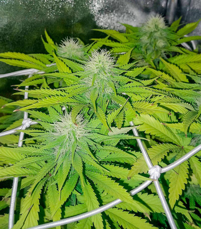 Сорт Za-Za OG fem (Herbies Seeds) Сорт Za-Za OG fem (Herbies Seeds) — изображение 6