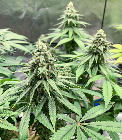 Сорт AFS Princess fem (AlphaFem Seeds) Сорт AFS Princess fem (AlphaFem Seeds) — изображение 3