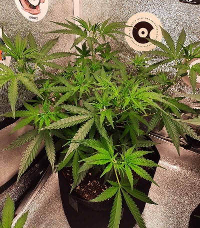 Сорт Bubble Gum Sherb fem (Blimburn Seeds) Сорт Bubble Gum Sherb fem (Blimburn Seeds) — изображение 4