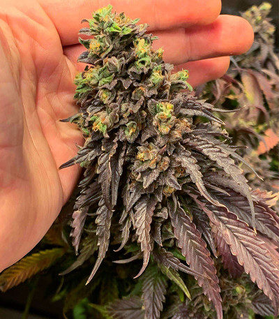 Сорт Chem Cookies fem (AlphaFem Seeds) Сорт Chem Cookies fem (AlphaFem Seeds) — изображение 4