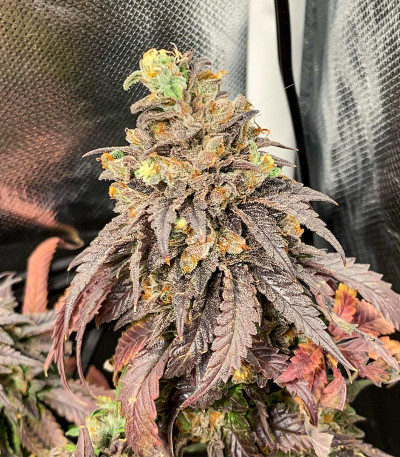 Сорт Chem Cookies fem (AlphaFem Seeds) Сорт Chem Cookies fem (AlphaFem Seeds) — изображение 3