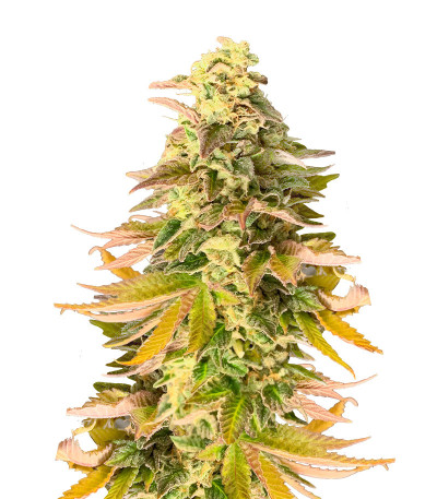 Сорт Chem Cookies fem (AlphaFem Seeds) Сорт Chem Cookies fem (AlphaFem Seeds)