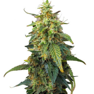 Сорт Fat Bastard Auto fem (Blimburn Seeds) Сорт Fat Bastard Auto fem (Blimburn Seeds)