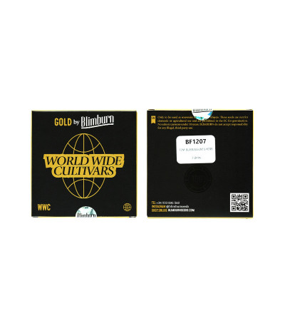 Сорт Bubble Gum Sherb fem (Blimburn Seeds) Сорт Bubble Gum Sherb fem (Blimburn Seeds) — изображение 2