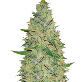 Сорт Gelato fem (Nirvana Seeds)