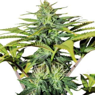 Сорт GG4 Sherbet FF fem (FastBuds) Сорт GG4 Sherbet FF fem (FastBuds)