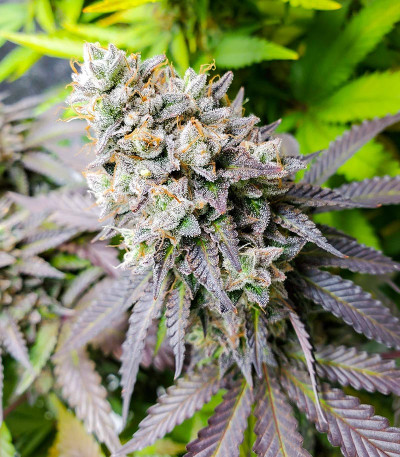 Сорт Glue Cookies fem (AlphaFem Seeds) Сорт Glue Cookies fem (AlphaFem Seeds) — изображение 3