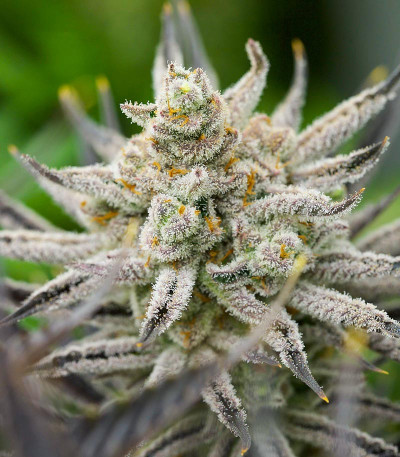 Сорт Glue Cookies fem (AlphaFem Seeds) Сорт Glue Cookies fem (AlphaFem Seeds) — изображение 4