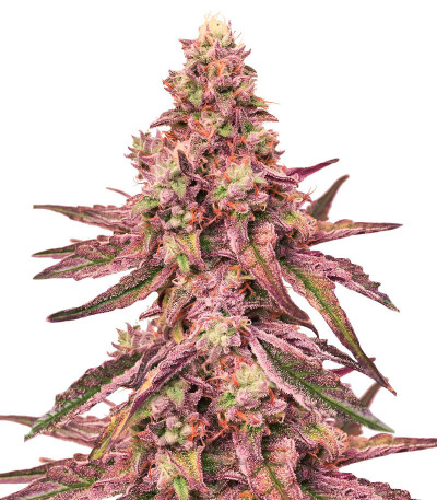 Сорт Glue Cookies fem (AlphaFem Seeds) Сорт Glue Cookies fem (AlphaFem Seeds)