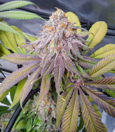 Сорт Glue Cookies fem (AlphaFem Seeds) Сорт Glue Cookies fem (AlphaFem Seeds) — изображение 5