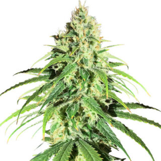 Сорт Glue Sherbert fem (AlphaFem Seeds) Сорт Glue Sherbert fem (AlphaFem Seeds)