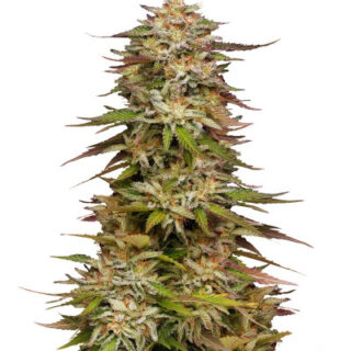 Сорт Golden Sands fem (Humboldt Seed Company)