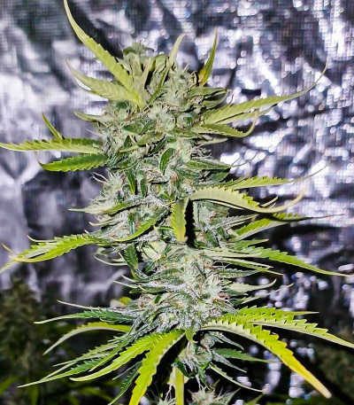 Сорт Gorilla Punch Auto fem (FastBuds) Сорт Gorilla Punch Auto fem (FastBuds) — изображение 4