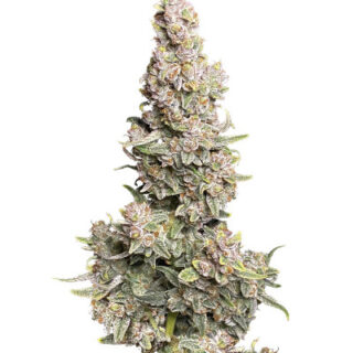 Сорт Gorilla Punch Auto fem (FastBuds) Сорт Gorilla Punch Auto fem (FastBuds)
