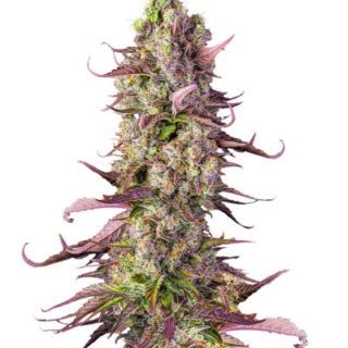 Сорт Gorilla Zkittlez Auto fem (FastBuds) Сорт Gorilla Zkittlez Auto fem (FastBuds)