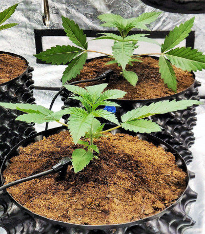 Сорт Gorilla Zkittlez fem (Barney's Farm) Сорт Gorilla Zkittlez fem (Barney's Farm) — изображение 4