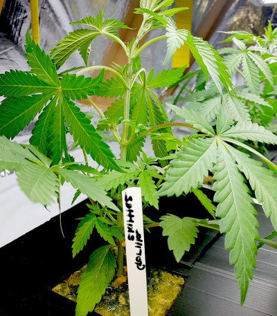 Сорт Gorilla Zkittlez fem (Barney's Farm) Сорт Gorilla Zkittlez fem (Barney's Farm) — изображение 5