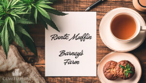 Сорт Runtz Muffin fem (Barney's Farm)