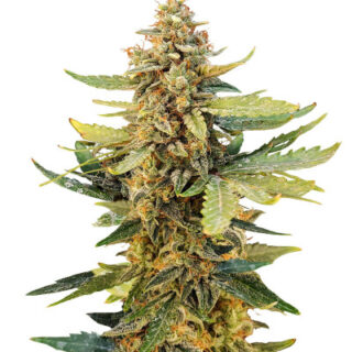 Сорт Guava Auto fem (FastBuds) Сорт Guava Auto fem (FastBuds)