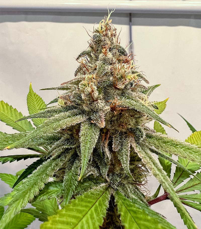 Сорт HighCloudZ fem (GHS) Сорт HighCloudZ fem (GHS) — изображение 3