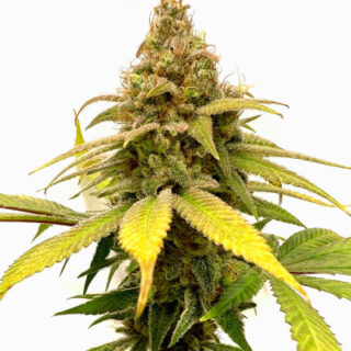 Сорт HighCloudZ fem (GHS) Сорт HighCloudZ fem (GHS)
