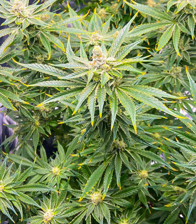 Сорт Kush Mintz fem (Barney's Farm) Сорт Kush Mintz fem (Barney's Farm) — изображение 3