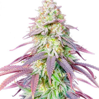Сорт Lemon Orange fem (GHS) Сорт Lemon Orange fem (GHS)