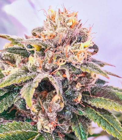 Сорт Milky Dreams fem (GHS) Сорт Milky Dreams fem (GHS) — изображение 3