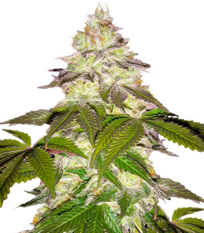 Сорт Milky Dreams fem (GHS) Сорт Milky Dreams fem (GHS)