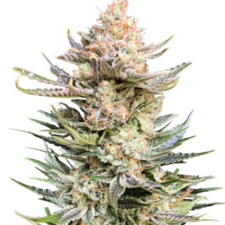 Сорт Moby Delicious fem (Delicious Seeds)