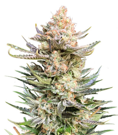 Сорт Moby Delicious fem (Delicious Seeds) Сорт Moby Delicious fem (Delicious Seeds)