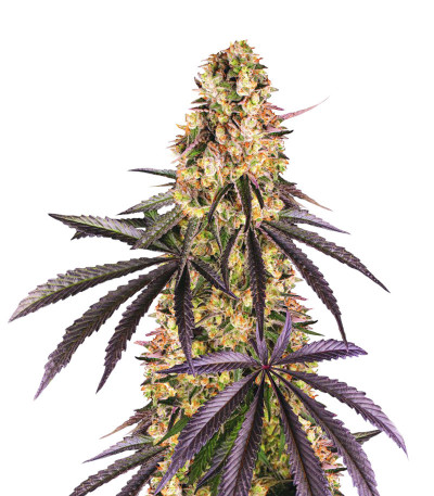 Сорт Runtz Muffin fem (Barney's Farm) Сорт Runtz Muffin fem (Barney's Farm)