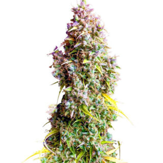 Сорт Strawberry Gorilla Auto fem (FastBuds) Сорт Strawberry Gorilla Auto fem (FastBuds)